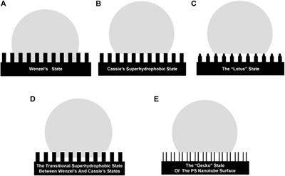 Biology and nature: Bionic superhydrophobic surface and principle